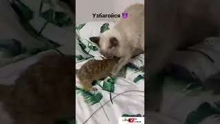 Узбагойся 😡 