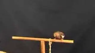 The Smart Cockatiel