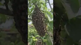 Нашли Маленький Пчелиный Рой #РойПчел #пчелы #поймали