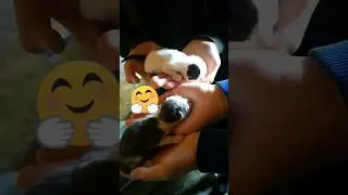 маленькие котики (в курином гнезде) ❤#котики#котята#shortvideo#shorts
