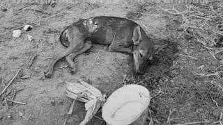 The poor dog had a large part of skin ri.pped off from her stomach