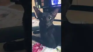 ❤️орики❤️