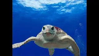 Barbados snorkeling