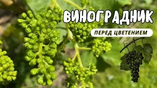 Как подготовить куст винограда к цветению. Первые признаки цветения винограда./Цветение винограда