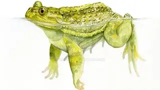 Calyptocephalella Canqueli | | PaleoPedias 🇦🇷
