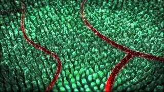 retina
