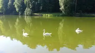 лебеди в царицыно