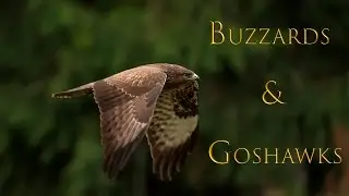 Goshawks and Buzzards