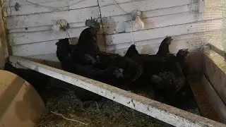 WUHEYILUI black chickens from CHINA