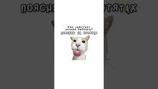 Как работает ночная бабочка?