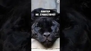 Интересный факт о пантерах / удивительные животные 