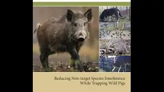 Reducing Non-Target Species Interference While Trapping Wild Pigs