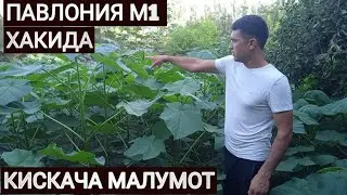 #павловния