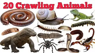 20 Crawling Animals Names In English & Hindi With Fun Facts | Fun Learning For Pre-school Children