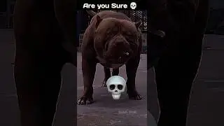Dog's Are Cute Animals 💀 