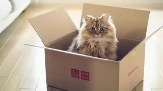 КОТ ВОЗВРАЩАЕТСЯ ДОМОЙ НА ЛИФТЕ!