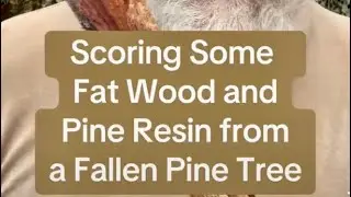 Scoring Some Fat Wood and Pine Resin From a Fallen Pine Tree