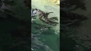 Чео Лан, отель на воде, большие рыбы