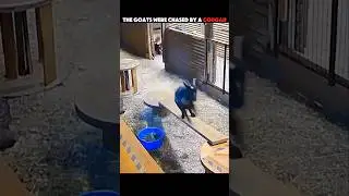 Brave Owner Rescues Goat From Cougar Attack 😱 #trending #animals #wildlife #goat #youtubeshorts