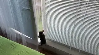 Rabbit vs curtain :)
