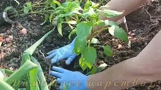 Перец завалит вас УРОЖАЕМ!  Важные тонкости при высадке перца!