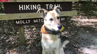 Hiking with my dog 🌲 🐕🐾