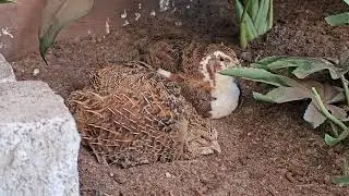 Occasional Birb Video