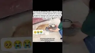 Perjuang seekor ibu kucing yang cacat #kucing #pecintakucinglucu #catlover #duniarintis6744