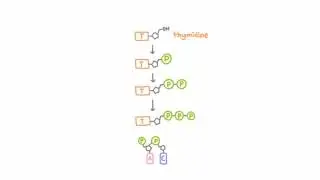 Anti-Herpetic Drugs - How They Work