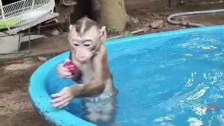 happily in the pool     #monkey #animals #dog