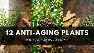 Grow These 12 Plants to Naturally Slow Aging
