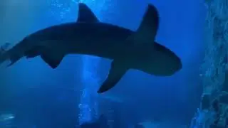 Real Shark Tank Dekh Liya | UK Vlog 20