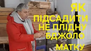 Як підсадити не плідну бджоло матку в без розплідний відводок! 