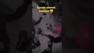 Перепухлый кот  | Животные | 