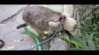 S10 video test on Sandy the LynxPoint Cat eating the true bamboo in san diego backyard