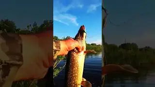 Убойная приманка.С рыбой ВСЕГДА.Рыбалка #fishing #рыбалка #shorts