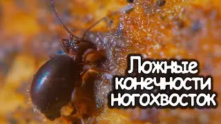 Ложные конечности ногохвосток. Микропланета