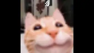 the_meow_song.mp4
