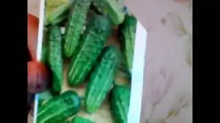 Как вырастить огурцы на подоконнике удобным способом.(Можно и зимой)