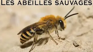 Les abeilles sauvages