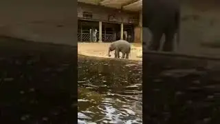 слон подросток