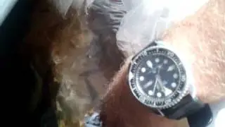 Releasing the perch into the tank