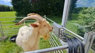Goat playing modular synth