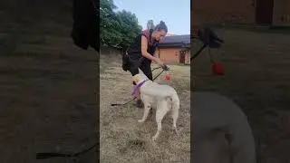 Пример дрессировки чрез игру