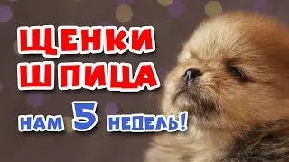 🐾 Щенкам шпица уже 🎂 МЕСЯЦ