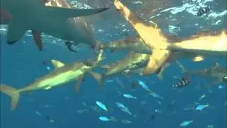 Video 1 - Shark Music (ominous)