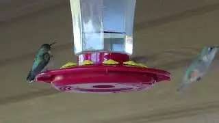Hummingbird feeder action