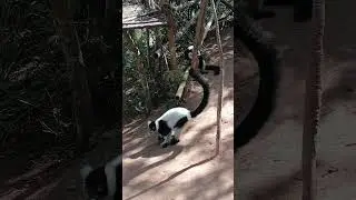 Лемуры Вари в Парке лемуров. Мадагаскар #shorts