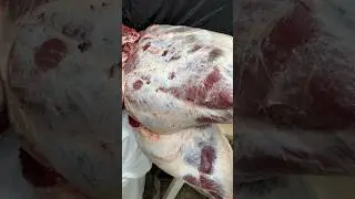 Четыре бычары 🐂