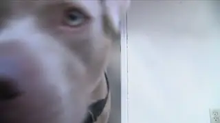 Little Rock newlywed's dog saves wife's life during tornado